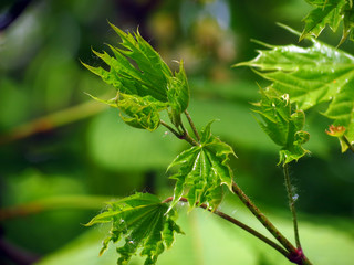 green leaf on tree