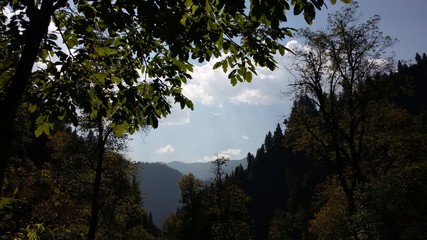 morning in the forest