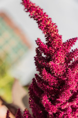close up of amaranth plants on a sunny day, selective focus