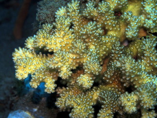 Fototapeta na wymiar The amazing and mysterious underwater world of Indonesia, North Sulawesi, Manado, stone coral