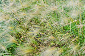 Close up of cereal field in a autumn day