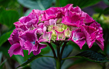 Purple head of hydrangea flower.