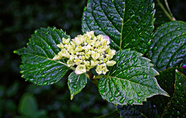White head and green leaves of hydrangea flower.