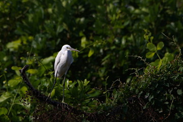  heron in tree