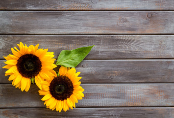 Sunflowers - two flowers with leaf - on dark wooden background top-down copy space