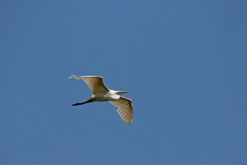 Egret in flight