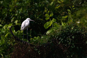  heron in tree