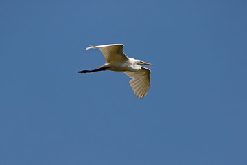 Egret in flight