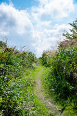Path among Japanese pampas grass meadow