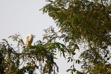  heron in tree