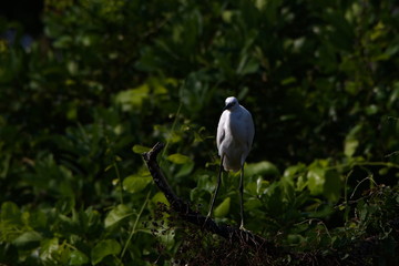 heron in tree