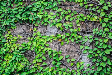 Climbing fig or Creeping fig (Ficus Pumila) the ivy plants are creeping up on the concrete wall in the park