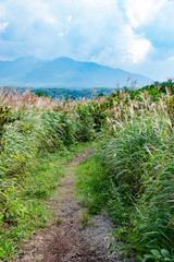 Path among Japanese pampas grass meadow