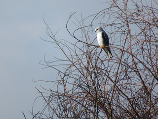Black winged kite (black shouldered kite) on tree, Galilee