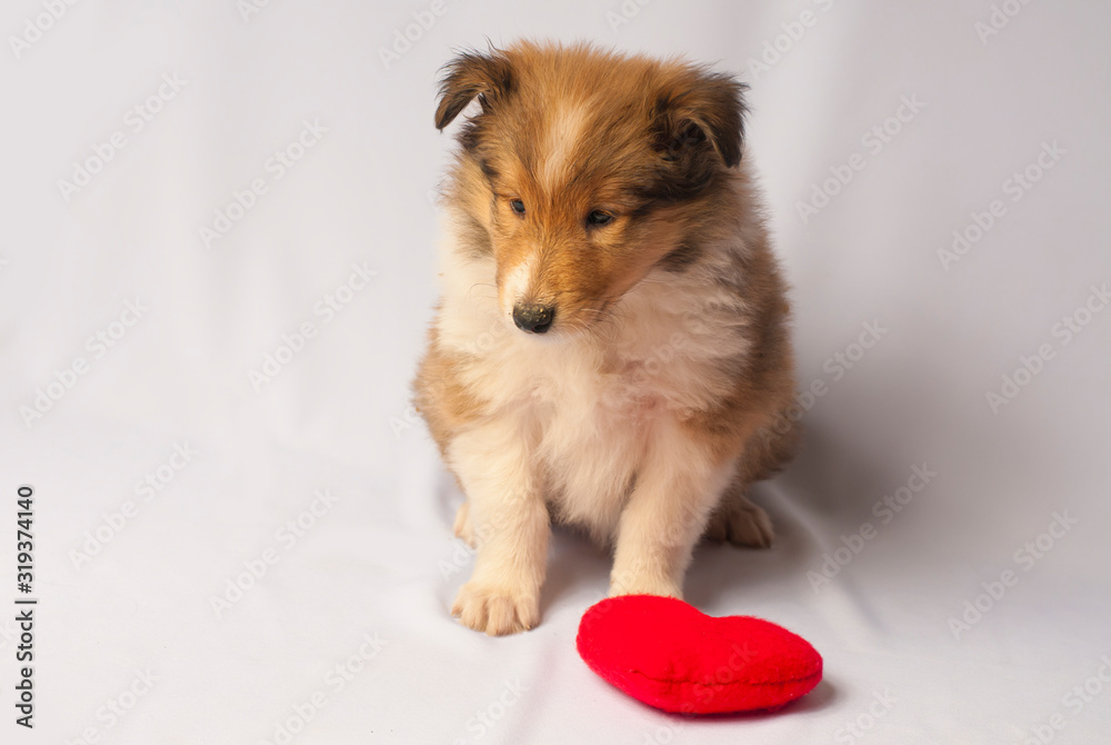 Wall mural dog with red heart