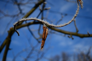 Branch covered in ice cold white frost in the winter. first frosts, cold weather, frozen water, frost