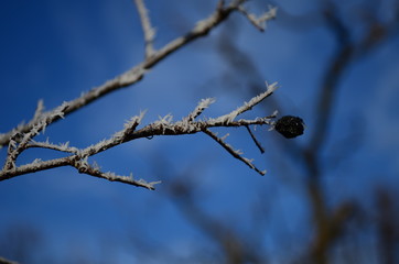 Branch covered in ice cold white frost in the winter. first frosts, cold weather, frozen water, frost