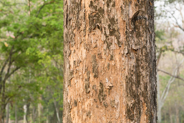 Obraz premium tree in the forest with blurred background