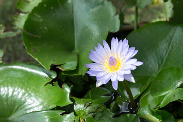 Beautiful lotus in the basin for decorating the house.