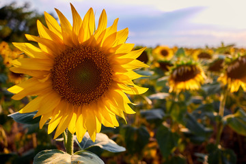 Closeup beautiful sunflower field at sunset