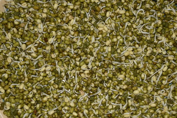 Sprouted green gram poured in the plate. green soybean sprouts