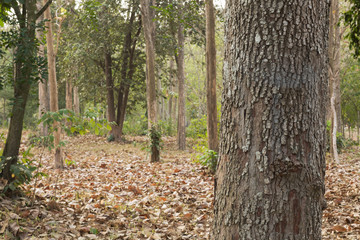 Obraz premium Teak tree in the forest 