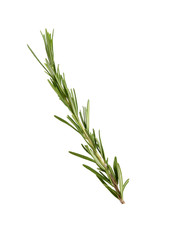 Fresh green rosemary isolated on white. Aromatic herb