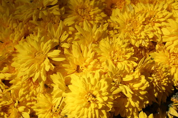 A bed of yellow flowers.