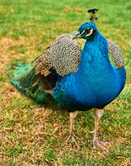 Obraz premium Peacock at Cecilio Rodríguez Gardens in Retiro Park Madrid
