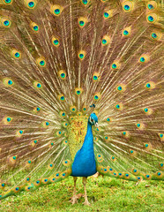 Peacock at Cecilio Rodríguez Gardens in Retiro Park Madrid