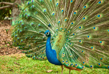 Obraz premium Peacock at Cecilio Rodríguez Gardens in Retiro Park Madrid