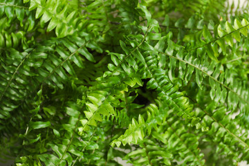 Beautiful fresh fern leaves, closeup. Floral background