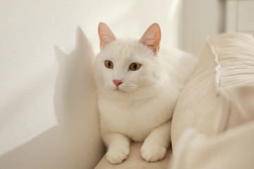 Fototapeta na wymiar Adorable khao manee cat at home. Fluffy pet