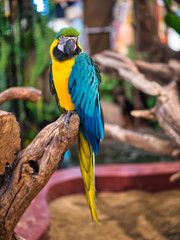 Take photos of the colorful macaw parrots with the bird care staff at the mall.