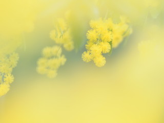 美しいミモザ