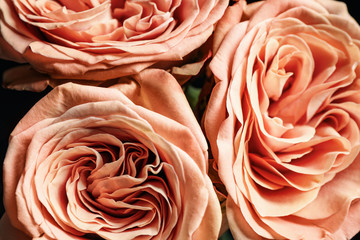 Beautiful fresh roses on dark background, closeup. Floral decor