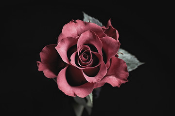Beautiful rose on black background. Floral card design with dark vintage effect - obrazy, fototapety, plakaty