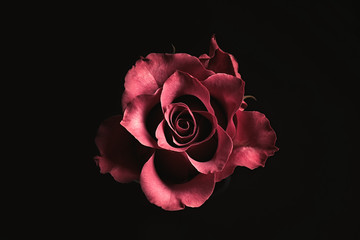 Beautiful rose on black background. Floral card design with dark vintage effect - obrazy, fototapety, plakaty