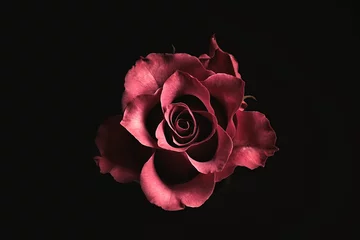 Rolgordijnen Beautiful rose on black background. Floral card design with dark vintage effect © New Africa
