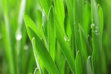 Fototapeta premium Green lush grass with water drops on blurred background, closeup