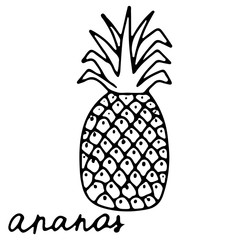 Hand drawn isolated traditional indian food icon. Black outline illustration of indian fruit. Pineapple. Ananas.