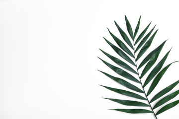 Beautiful lush tropical leaf on white background, top view