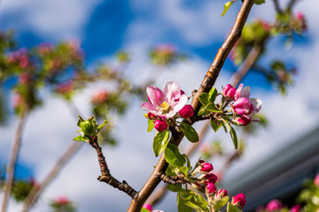 Apple branch in blossom in front of a cloudy blue sky