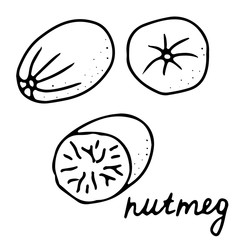 Hand drawn isolated traditional indian food icon. Black outline illustration of indian spice. Nutmeg icon