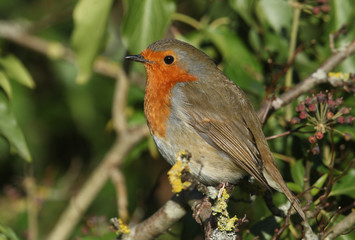 A pretty Robin, Erithacus rubecula, perched on a branch of a Hawthorn tree.	