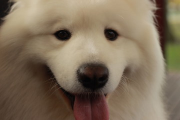 playful portrait of a cute fluffy furry happy Samoyed male family pet dog posing in a park in winter, Victoria Australia