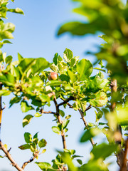 Apple tree on a rooftop terrace with young still growing apple fruit