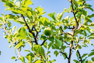 Apple tree on a rooftop terrace with young still growing apple fruit