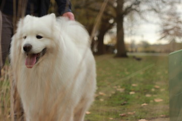 playful portrait of a cute fluffy furry happy Samoyed male family pet dog posing in a park in winter, Victoria Australia
