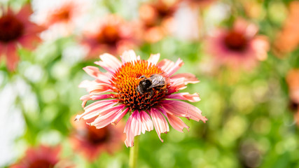 Purple coneflower (Echinacea purpurea Sundown) with a pollen collecting  bumble bee